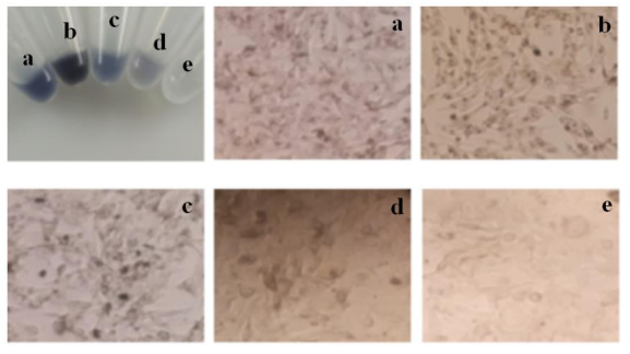 化妝品,甘草,酪氨酸,功效,提取物 化妝品,甘草,酪氨酸,功效,提取物