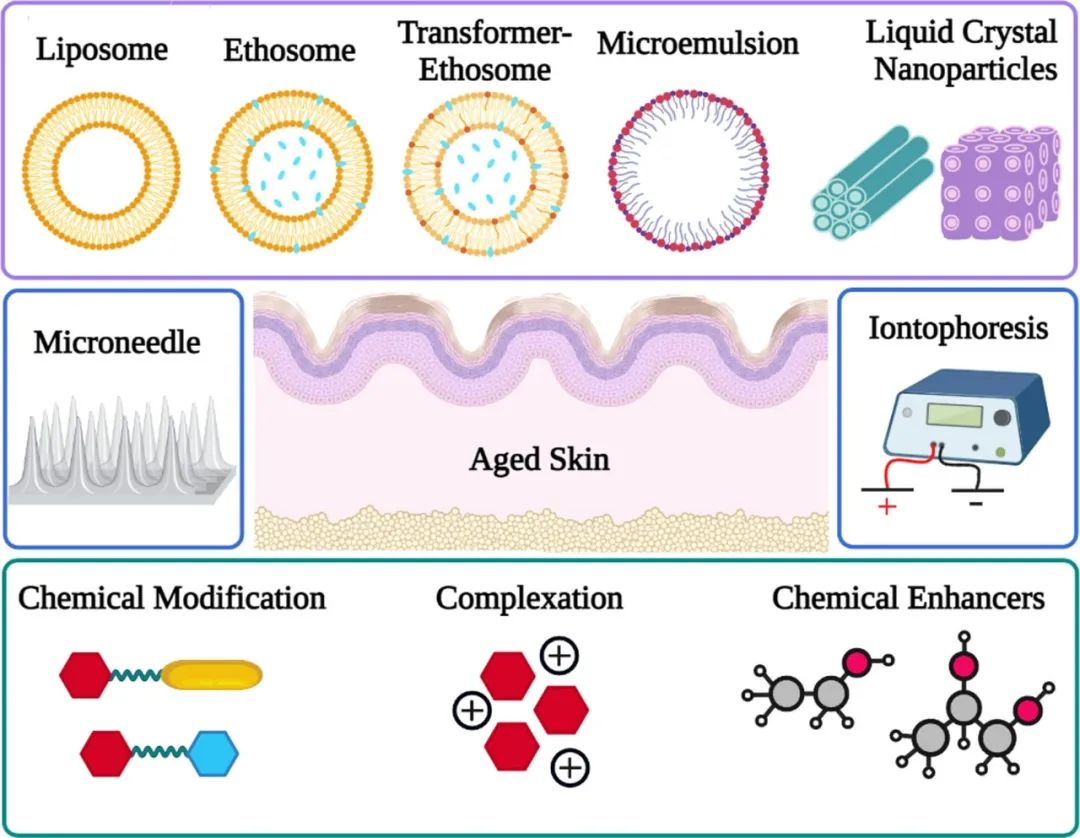 化妝品,皮膚,滲透性,抗皺,滲透,化學 化妝品,皮膚,滲透性,抗皺,滲透,化學
