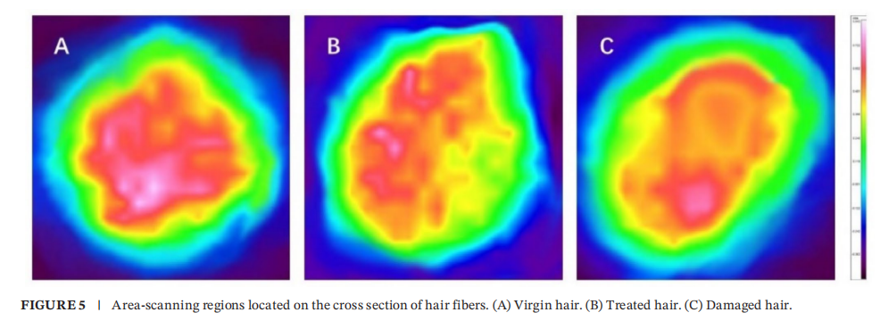 希科檢測,安利,頭發熱損傷模型,研究成果, SCI 期刊?