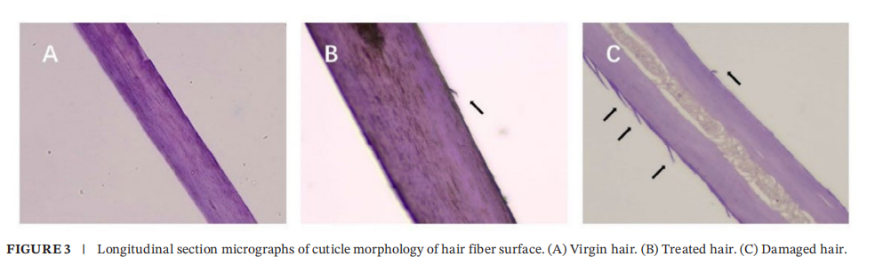 希科檢測,安利,頭發熱損傷模型,研究成果, SCI 期刊?